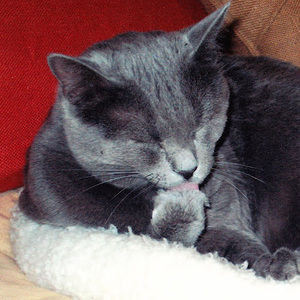 Meet your Posher, Erik